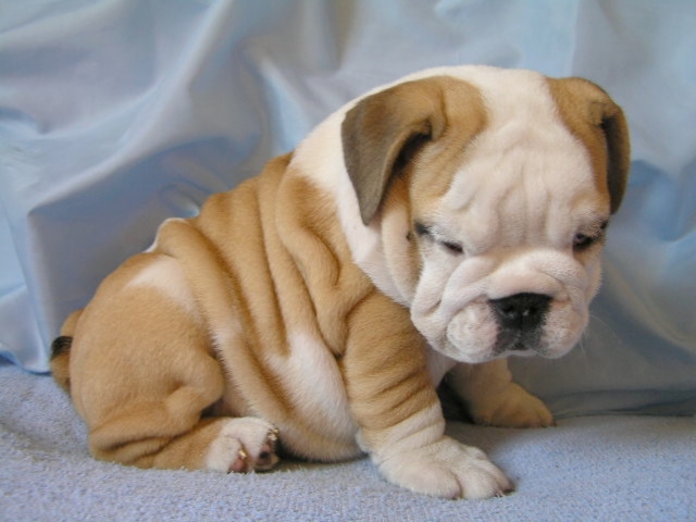 About English Bulldogs