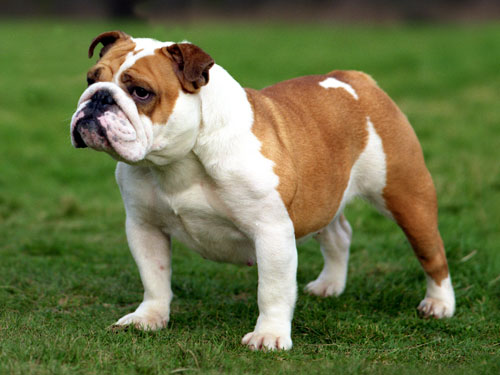 About Bulldogs