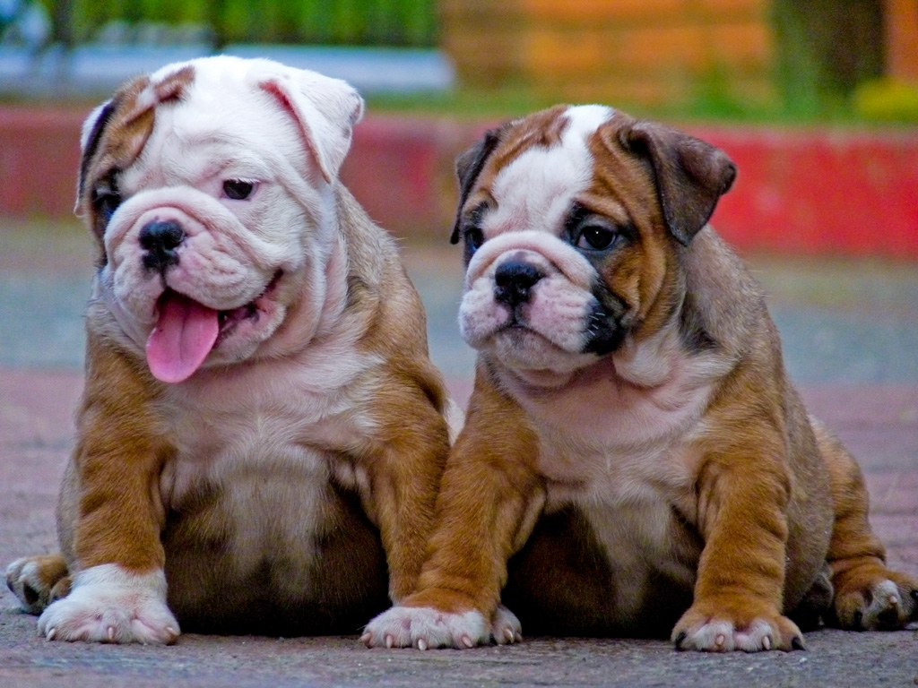 10 Tips about Bulldogs
