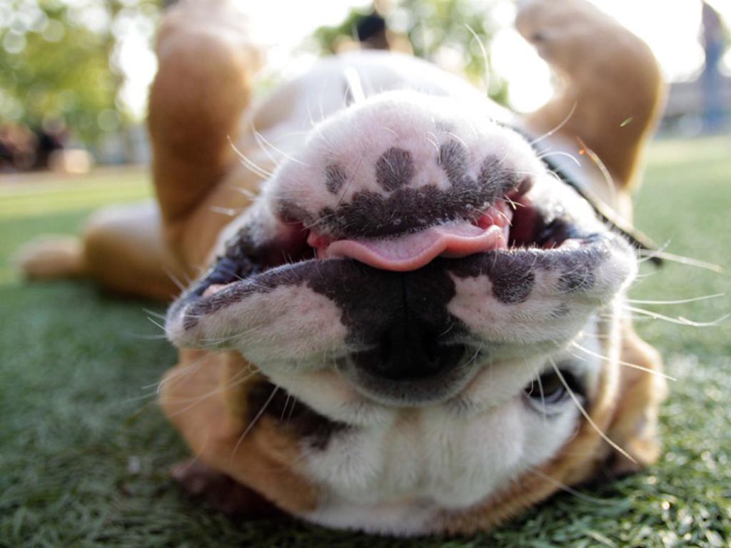 Do Bulldogs Make Good Pets?