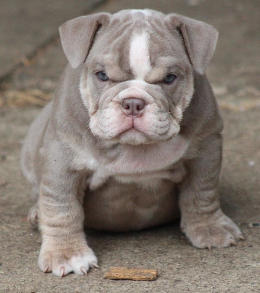 Bulldogs As Pets