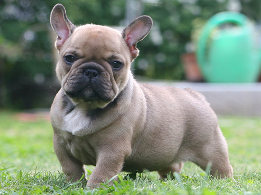 Bulldogs With Children