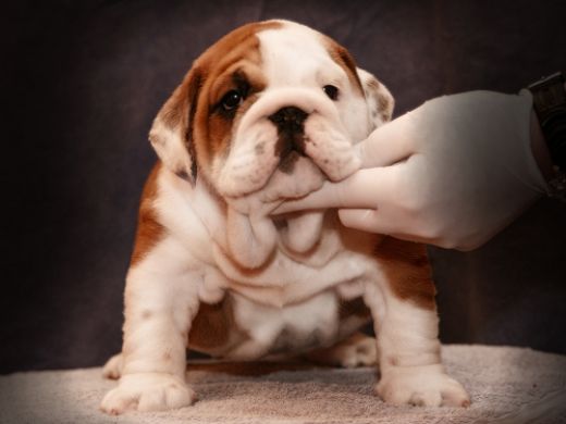 Caring For A Bulldog Puppy