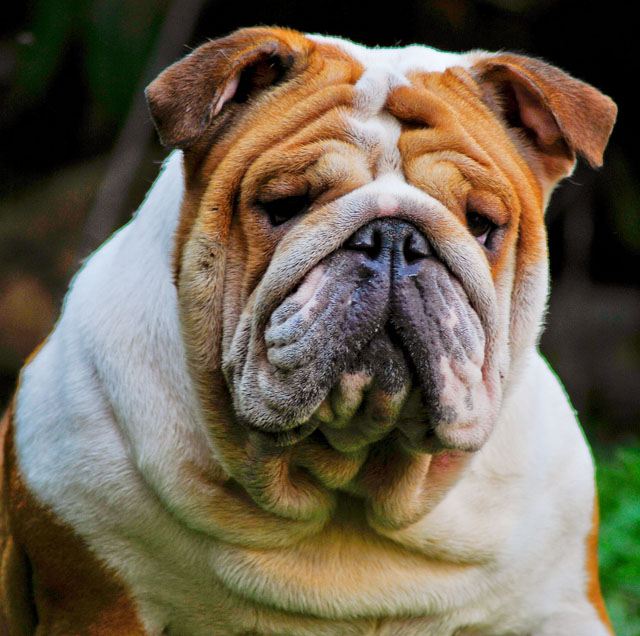 Caring For a Puppy Bulldog 