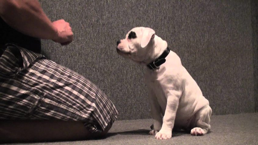 How To Train Your Bulldog